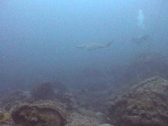 Black Tip Reef Shark.jpg